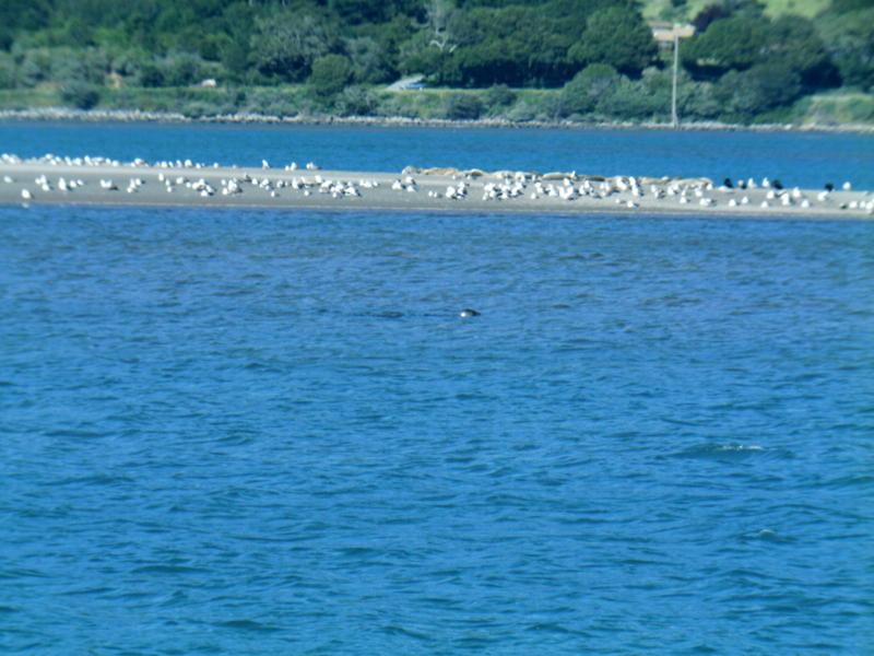 LagoonBirdsAndSeals.jpg