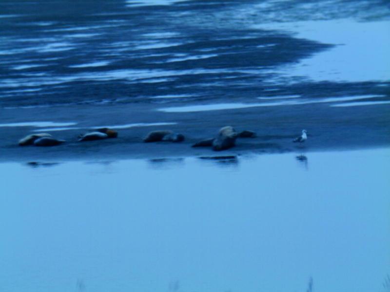 Lagoonseals.jpg