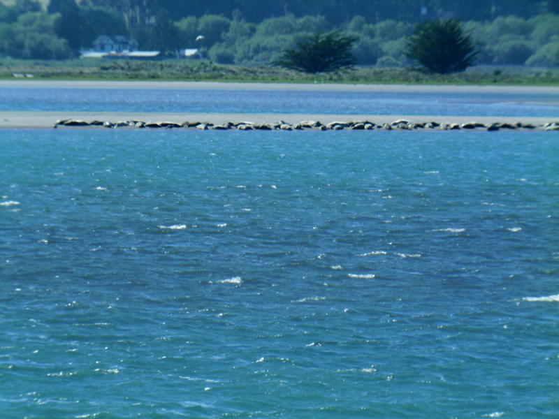 Sealsinlagoon.jpg