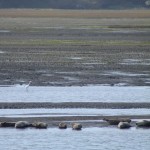 Wildlife in Bolinas Lagoon