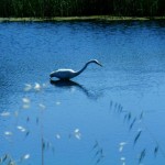 Vintage Egret in Bolinas Lagoon